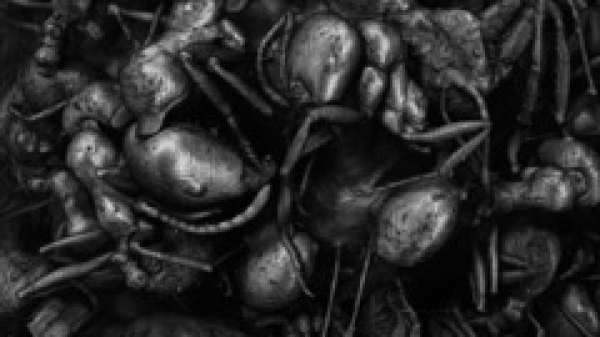 Lea Liebl,
                                          Ameisenkolonie, 2025 