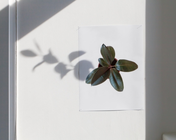 Liddy Scheffknecht, Ceci n’est
                                          pas une plante #2, 2014, Lambdadruck, 80 x 100 cm, © Liddy Scheffknecht & Bildrecht Wien, Courtesy: Georg Kargl Fine Arts,
                                          Wien